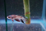 Galaxy  Koi Plakat Male Betta (ID#801-M618) Free2Day SHIPPING