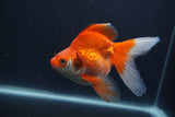 Ryukin Long Tail Red White 5 Inch (ID#1231Ry7b-6) Free2Day SHIPPING