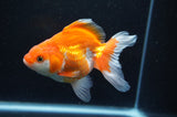 Ryukin Long Tail Red White 4.5 Inch (ID#415Ry8a-3) Free2Day SHIPPING
