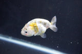 Baby Ranchu  Calico 2.5 Inch (ID#1022R9c-59) Free2Day SHIPPING