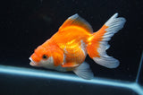 Ryukin Long Tail Red White 4.5 Inch (ID#415Ry8a-3) Free2Day SHIPPING