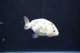 Baby Ranchu  Calico 2.5 Inch (ID#1022R9c-59) Free2Day SHIPPING