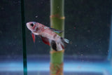 Galaxy  Koi Plakat Male Betta (ID#801-M618) Free2Day SHIPPING