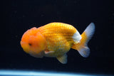 Juvenile Lionchu  Red White 4 Inch (ID#1224R11b-7) Free2Day SHIPPING