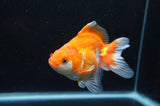 Ryukin Long Tail Red White 4.5 Inch (ID#415Ry8a-3) Free2Day SHIPPING