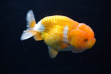 Juvenile Lionchu  Red White 4 Inch (ID#1224R11b-7) Free2Day SHIPPING