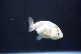 Baby Ranchu  Calico 2.5 Inch (ID#1022R9c-59) Free2Day SHIPPING