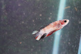 Galaxy  Koi Plakat Male Betta (ID#801-M618) Free2Day SHIPPING