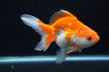 Ryukin Long Tail Red White 4.5 Inch (ID#415Ry8a-3) Free2Day SHIPPING