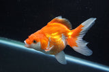 Ryukin Long Tail Red White 4.5 Inch (ID#415Ry8a-3) Free2Day SHIPPING