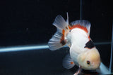 Thai Oranda  Tricolor 5 Inch (ID#1227To6c-100)