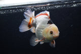 Thai Oranda  Tricolor 5 Inch (ID#1227To6c-100)