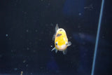 Baby Ranchu  Calico 2.5 Inch (ID#1022R9c-60) Free2Day SHIPPING