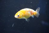 Baby Ranchu  Calico 2.5 Inch (ID#1022R9c-60) Free2Day SHIPPING