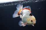 Thai Oranda  Tricolor 5 Inch (ID#1227To6c-100)