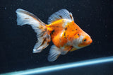 Ryukin Long Tail Calico 5.5 Inch (ID#415Ry8a-4) Free2Day SHIPPING