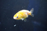 Baby Ranchu  Calico 2.5 Inch (ID#1022R9c-60) Free2Day SHIPPING