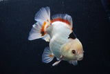 Thai Oranda  Tricolor 5 Inch (ID#1227To6c-100)