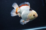 Thai Oranda  Tricolor 5 Inch (ID#1227To6c-100)