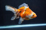 Ryukin Long Tail Calico 5.5 Inch (ID#415Ry8a-4) Free2Day SHIPPING