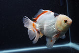 Thai Oranda  Tricolor 5 Inch (ID#1227To6c-100)