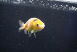 Baby Ranchu  Calico 2.5 Inch (ID#1022R9c-60) Free2Day SHIPPING