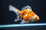 Ryukin Long Tail Calico 5.5 Inch (ID#415Ry8a-4) Free2Day SHIPPING
