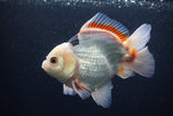 Thai Oranda  Tricolor 5 Inch (ID#1227To6c-100)