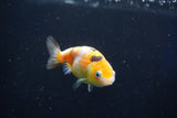 Baby Ranchu  Calico 2.5 Inch (ID#1022R9c-60) Free2Day SHIPPING