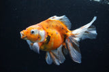 Ryukin Long Tail Calico 5.5 Inch (ID#415Ry8a-4) Free2Day SHIPPING