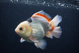 Thai Oranda  Tricolor 5 Inch (ID#1227To6c-100)