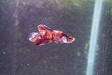 Galaxy  Koi Plakat Male Betta (ID#801-M620) Free2Day SHIPPING