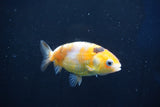 Baby Ranchu  Calico 2.5 Inch (ID#1022R9c-60) Free2Day SHIPPING