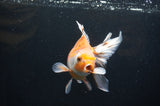 Ryukin Long Tail Calico 5.5 Inch (ID#415Ry8a-4) Free2Day SHIPPING