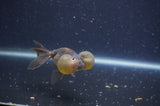Bubble Eye  Chocolate 4 Inch (ID#401Be12c-75) Free2Day SHIPPING