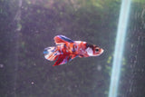 Galaxy  Koi Plakat Male Betta (ID#801-M620) Free2Day SHIPPING