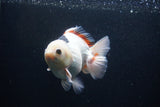 Thai Oranda  Tricolor 5 Inch (ID#1227To6c-100)