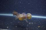 Bubble Eye  Chocolate 4 Inch (ID#401Be12c-75) Free2Day SHIPPING