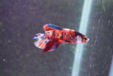 Galaxy  Koi Plakat Male Betta (ID#801-M620) Free2Day SHIPPING