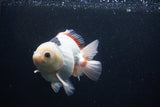 Thai Oranda  Tricolor 5 Inch (ID#1227To6c-100)