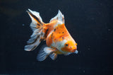 Ryukin Long Tail Calico 5.5 Inch (ID#415Ry8a-4) Free2Day SHIPPING