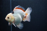 Thai Oranda  Tricolor 5 Inch (ID#1227To6c-100)