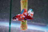 Galaxy  Koi Plakat Male Betta (ID#801-M620) Free2Day SHIPPING