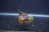 Bubble Eye  Chocolate 4 Inch (ID#401Be12c-75) Free2Day SHIPPING