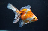 Ryukin Long Tail Calico 5.5 Inch (ID#415Ry8a-4) Free2Day SHIPPING