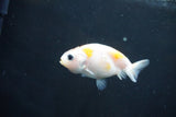 Baby Ranchu  Calico 2.5 Inch (ID#1022R9c-61) Free2Day SHIPPING