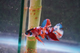 Galaxy  Koi Plakat Male Betta (ID#801-M620) Free2Day SHIPPING