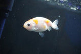 Baby Ranchu  Calico 2.5 Inch (ID#1022R9c-61) Free2Day SHIPPING