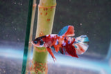 Galaxy  Koi Plakat Male Betta (ID#801-M620) Free2Day SHIPPING