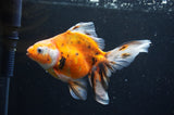 Ryukin Long Tail Calico 5.5 Inch (ID#415Ry8a-4) Free2Day SHIPPING